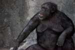 Chimpanzee Sticking Tongue Out