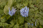 "China Blue" Fumewort Flowers