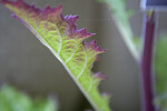 Chinese Foxglove Leaf