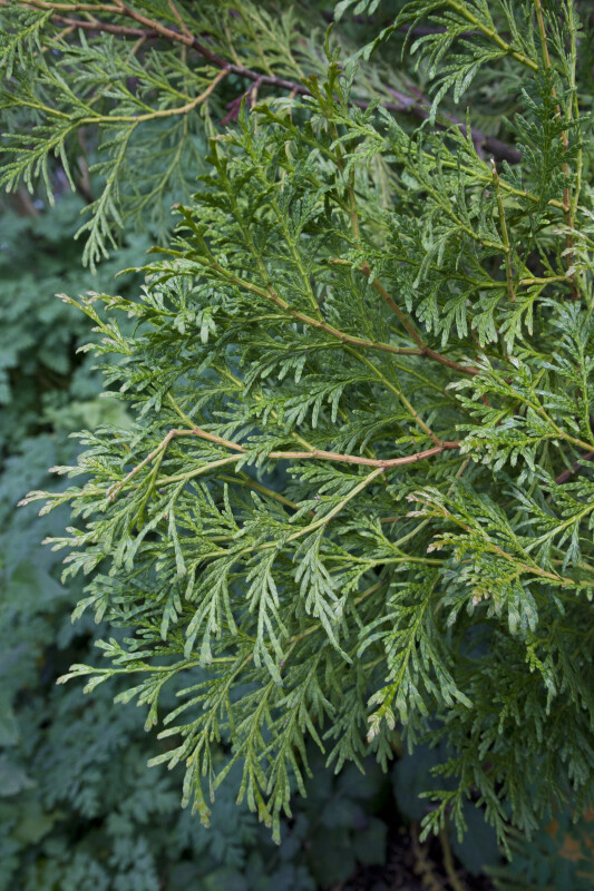 Chinese Incense Cedar Leaves
