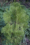 Chinese Incense Cedar