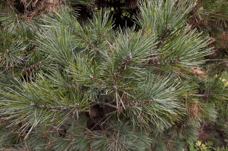 Chinese Juniper Branches