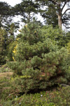 Chinese Juniper