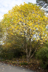 Chinese Tulip Tree