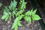 Chinese Wisteria Branch