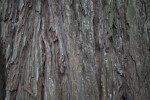 Chipped Redwood Bark