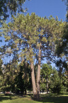 Chir Pine Tree with Split Trunk at Capitol Park in Sacramento