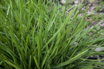 Chive Plant Close-Up