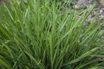 Chive Plant Leaves