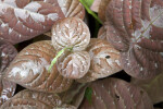 Chocolate Plant Close-Up