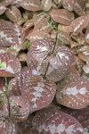 Chocolate Plant Leaves Close-Up