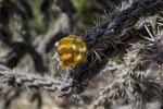 Cholla Fruit Close Up