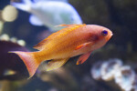 Cichlid with Reddish-Orange Coloring