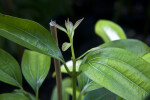 Cinnamon Tree Stems and Leaves