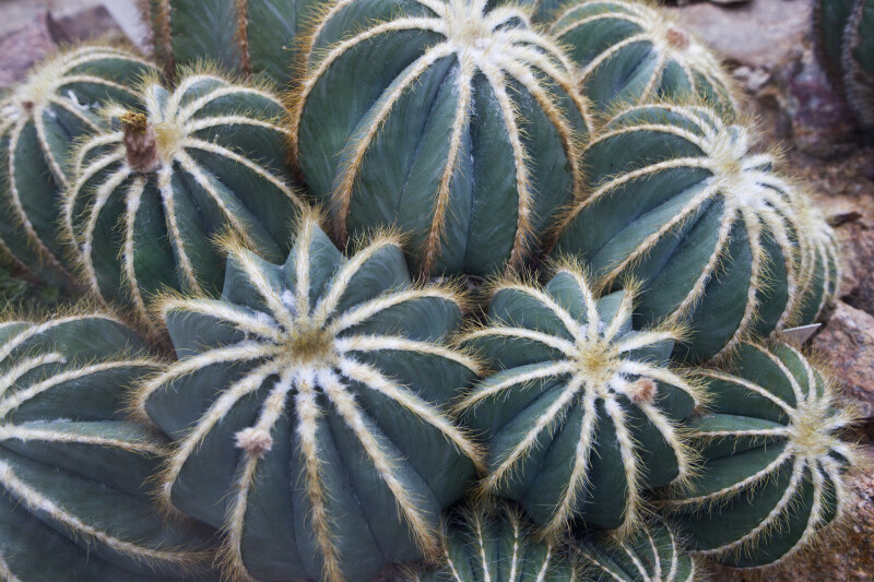 Circular Cactus