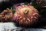Circular, Pink Sea Anemone