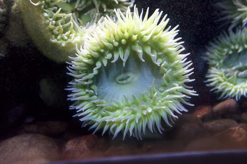 Circular Sea Anemone with Whitish-Green Tentacles