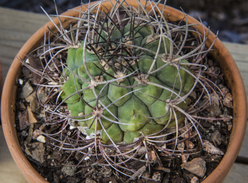 Circular Succulent Plant with Curved Thorns