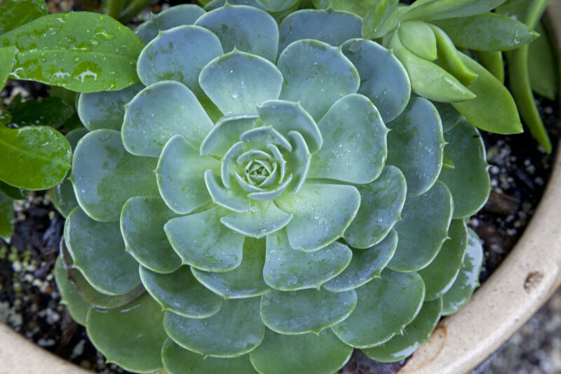 Circular Succulent Plant with Rounded Leaves the Kanapaha Botanical Gardens