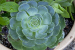 Circular Succulent Plant with Rounded Leaves the Kanapaha Botanical Gardens