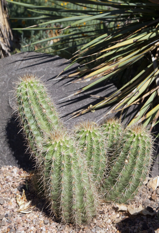 Claret Cup Cactus at Denver Botanic Gardens