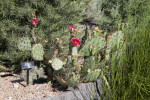 Claret Cup Cactus Flower