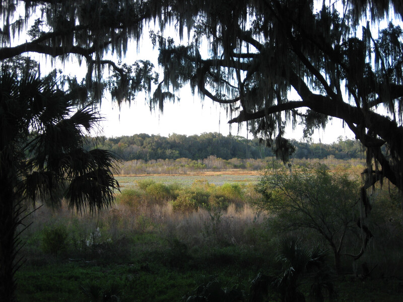 Clearing at Kanapaha