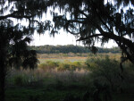 Clearing at Kanapaha