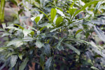 Clerodendrum Wallichii Detail