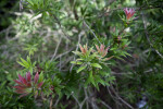 Cliff Bottlebrush Branches