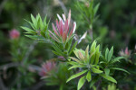 Cliff Bottlebrush Leaves