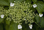 Climbing Hydrangea Buds and Flowers