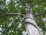 Climbing Strangler Fig