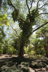 Climbing Vine Attached to a Tree