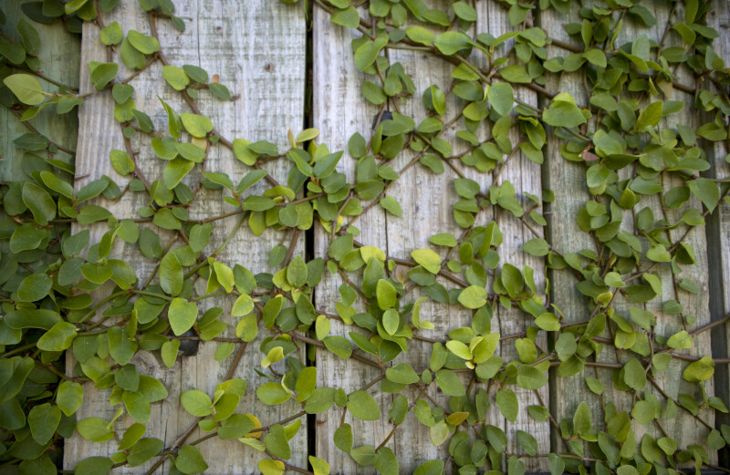 Climbing Vine with Tiny Leaves