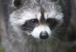 Close-Up of a Raccoon at the Artis Royal Zoo