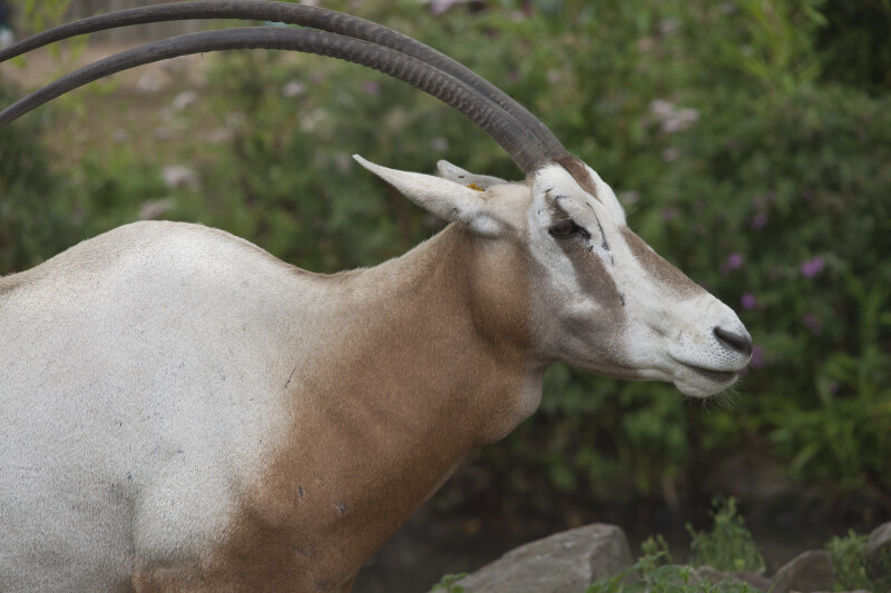 Close-Up of a Scimitar Oryx