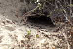 Close-Up of an Animal Burrow