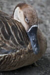 Close-Up of Brown Bird with Black Beak