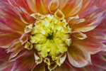 Close-Up of "Carmen" Hybrid Dahlia