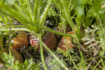 Close-Up of Carrot Collars