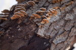 Close-Up of Fungi Growing on Tree Bark