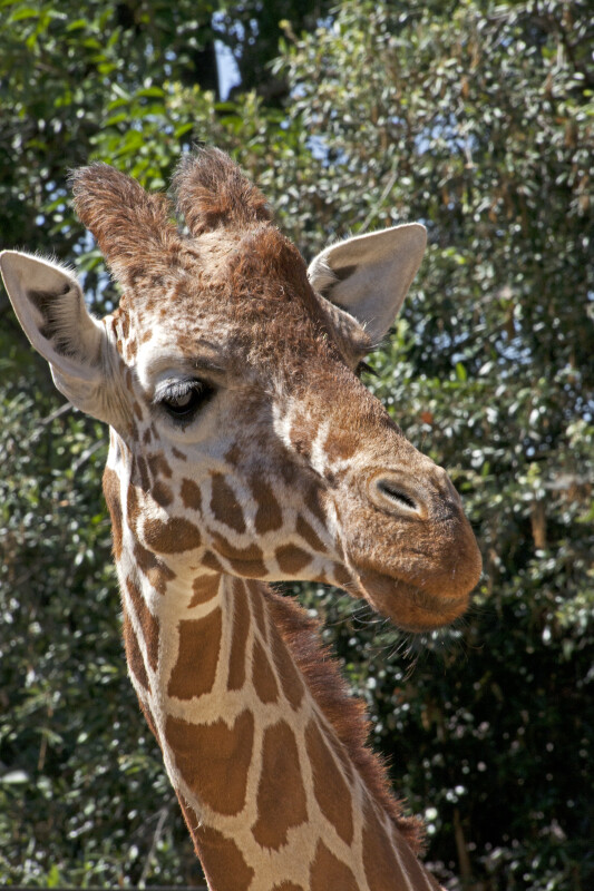 Close-Up of Giraffe with Tilted Head