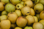 Close-Up of Golden Delicious Apples