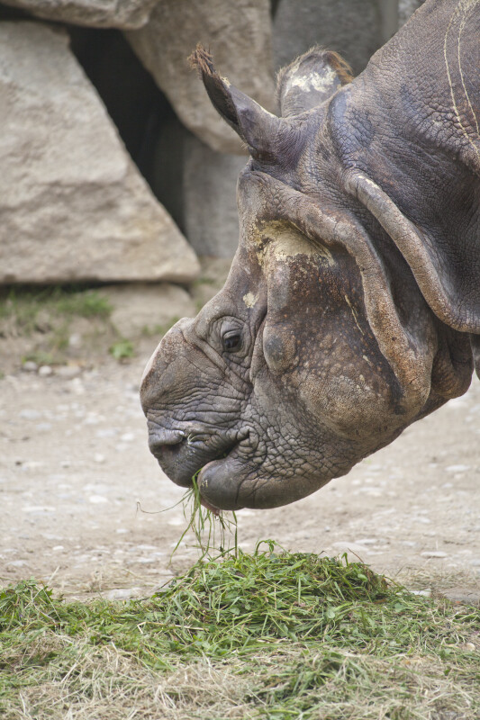Close Up of Indian Rhinoceros Eating