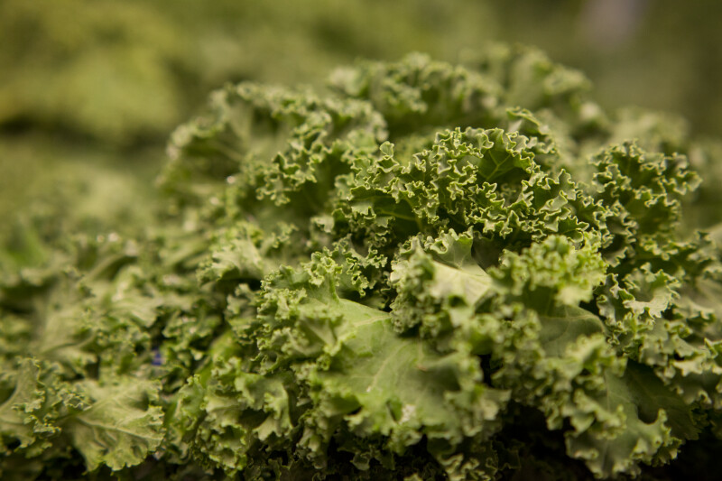 Close-up of Kale