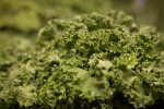 Close-up of Kale