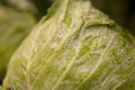 Close-up of Lettuce