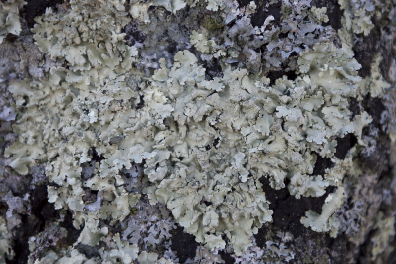 Close-Up of Lichens at Boyce Park