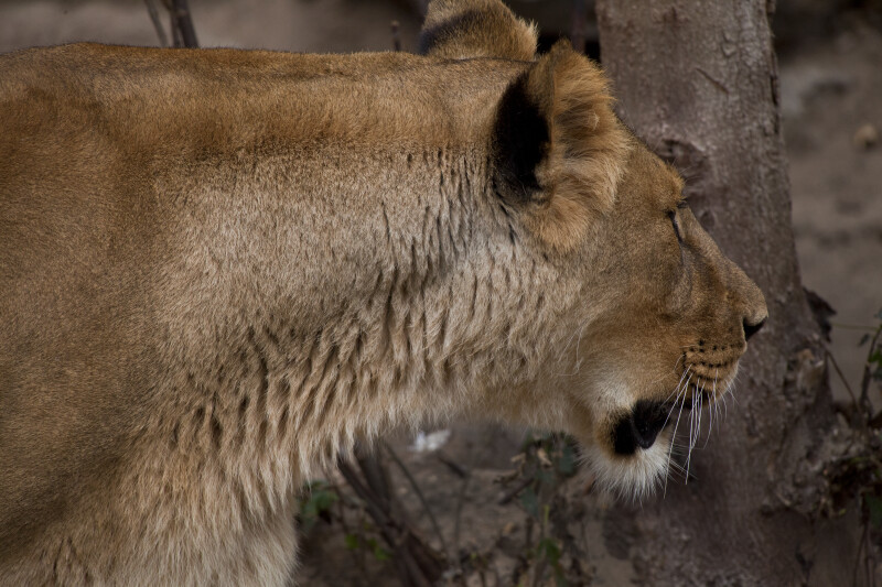 Close-Up of Lioness Looking to One Side